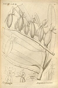 plate 70 Angraecum crassum