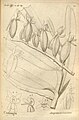 Angraecum crassum plate 70 in: A.A. Du Petit-Thouars: Histoire particulière des plantes Orchidées (1822)