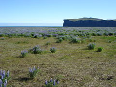 The inselberg Hjörleifshöfði belongs to the volcanic system of Katla.