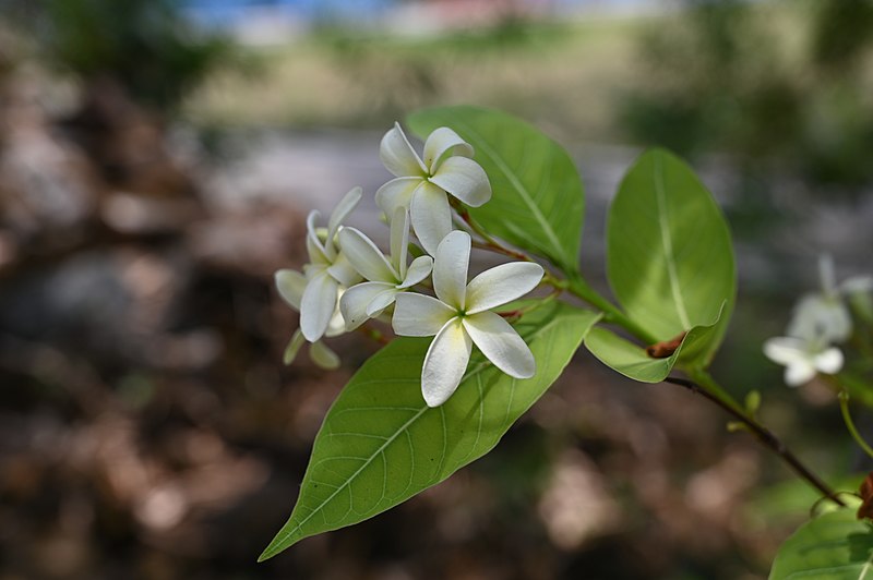 File:Holarrhena pubescens-.jpg