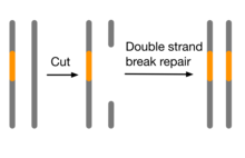 Homing endonucleases can recognize a target sequence, cut it, and then use its own sequence as a template during double strand break repair. This converts a heterozygote into a homozygote. Homing endonucleases.png