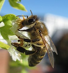 Bienen Wikipedia