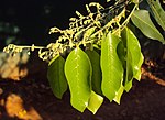 Thumbnail for Hopea parviflora