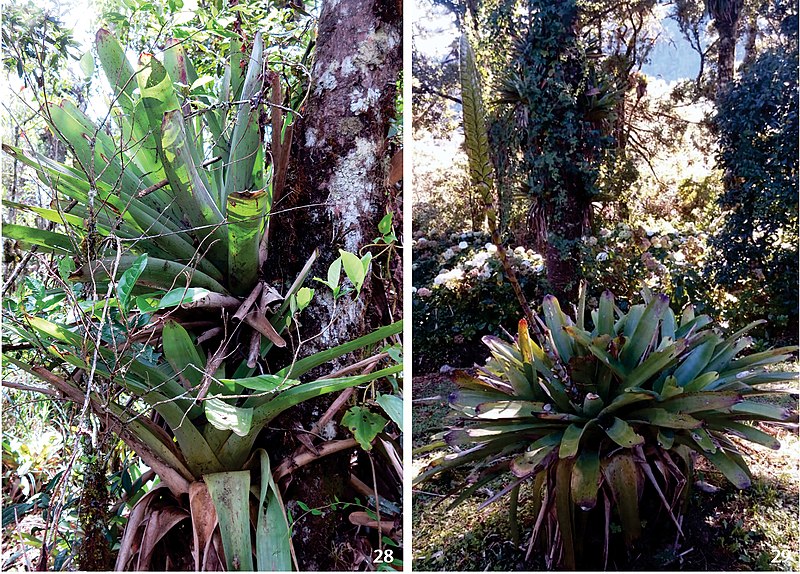 File:Host bromeliads of Cavichiana alpina (10.3897-zoologia.37.e38783) Figures 28–29.jpg