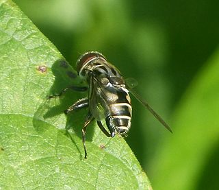 <i>Palpada furcata</i> Species of fly