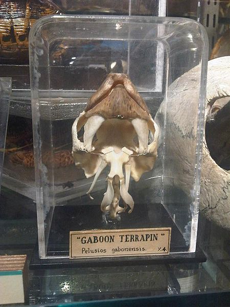 File:Hul - Pelusios gabonensis skull - GMZ 1.jpg