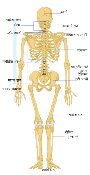 File:Human skeleton back-mr.svg