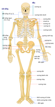 Hình thu nhỏ cho Bộ xương người
