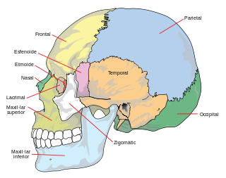Parts de la calavera humana, vista frontal