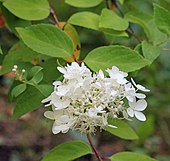 Hydrangea paniculata