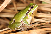 Hyla perrini