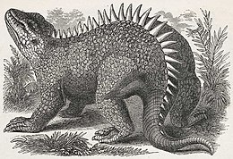 A Hylaeosaurus Benjamin Waterhouse Hawkins által készített rekonstrukciója 1871-ből