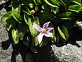 Lobelia oligophylla üçün miniatür