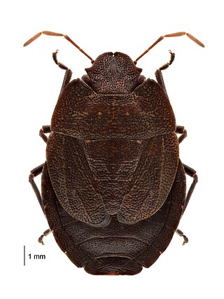 <i>Hypsithocus hudsonae</i> Species of true bug