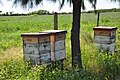 Honigproduktion in Argentinien.  Das Land ist der drittgrößte Honigproduzent der Welt.