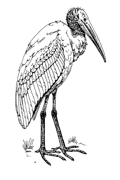 File:Ibis 2 (PSF).png