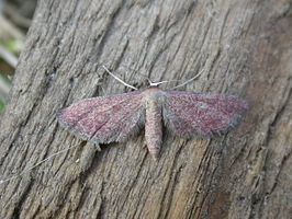 Idaea infirmaria