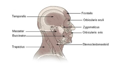 Múscul masseter