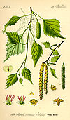 Illustration Betula pendula0.jpg