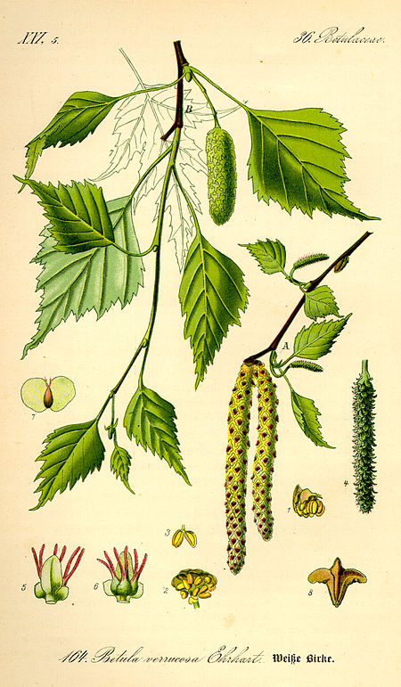 Betula_pendula