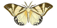 Илюстрации на екзотична ентомология Callimorpha Cafra.jpg