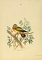 Illustrations of Indian ornithology (Plate XXI) (6418325457).jpg