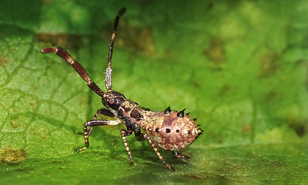 A Nymph in an earlier stage