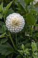 * Nomination Dahlia Boom Boom -- Sixflashphoto 00:57, 7 September 2018 (UTC) * Promotion Good quality. -- Johann Jaritz 02:01, 7 September 2018 (UTC)