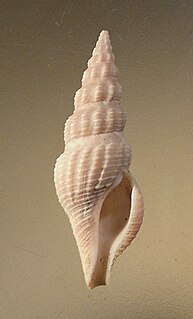<i>Funa jeffreysii</i> Species of gastropod