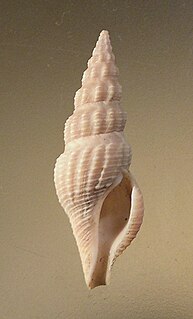 <i>Funa jeffreysii</i> species of mollusc