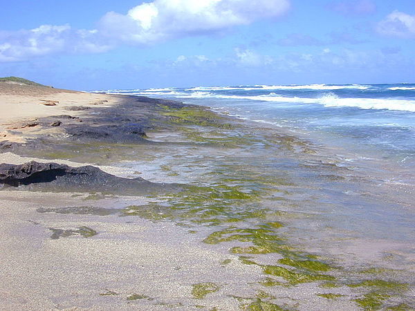 A growth of the green seaweed Ulva on rock substratum at the ocean shore; some green seaweeds like Ulva are quick to utilize inorganic nutrients from 