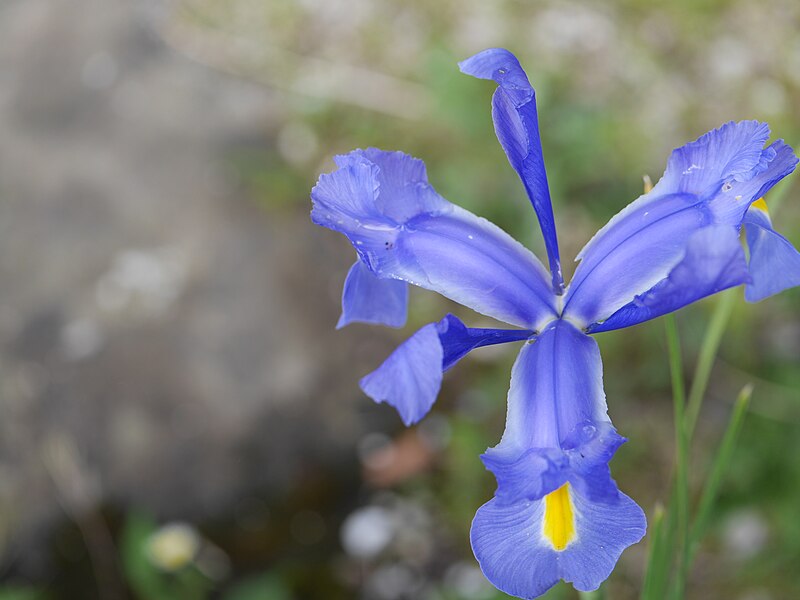 File:Iris xiphium 5.jpg