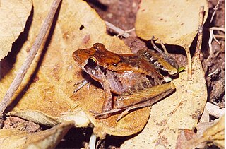 <i>Ischnocnema</i> Genus of amphibians