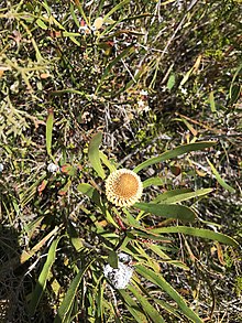 Isopogon longifolius.jpg