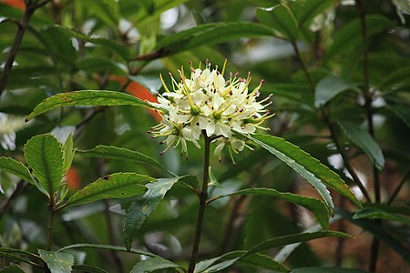 Tập_tin:Ixerba_brexioides.jpg