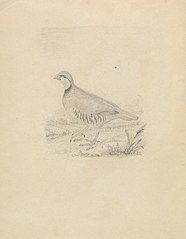 A Quail