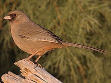 Abert's towhee James William Abert's Towhee.jpg