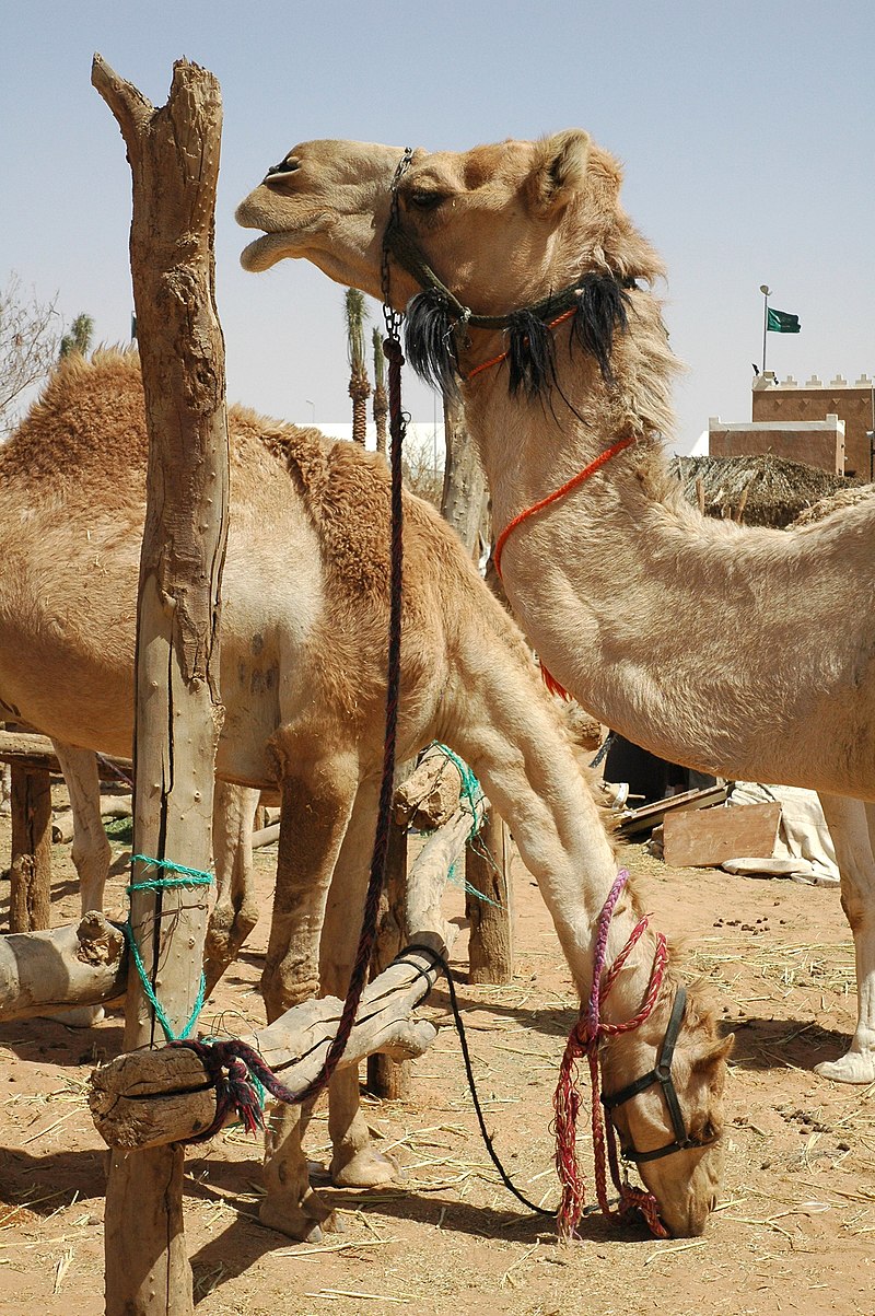 File:Janadriyah Camels.JPG - Simple English Wikipedia, the free encyclopedia