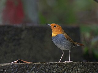 <span class="mw-page-title-main">Japanese robin</span> Species of bird