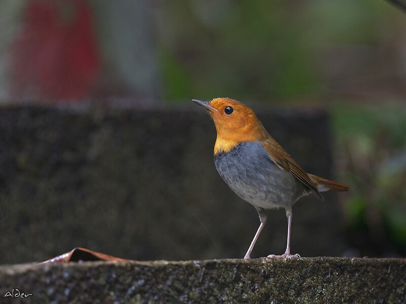 File:Japanese Robin 9625.jpg