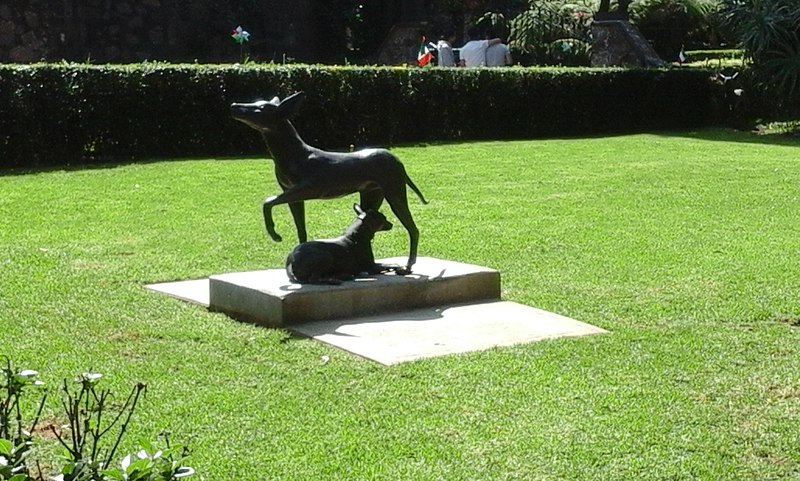 File:Jardin del Museo Dolores Olmedo.jpg