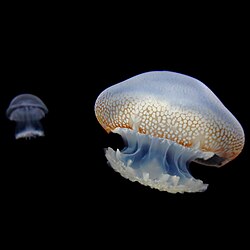 Jellyfish in Corpus Christi, Texas