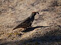 English: Gambel's Quail (Callipepla gambelii) at Joshua Tree National Park in Hidden Valley Campground.