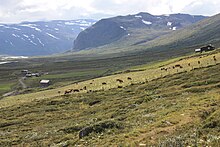 Луг с коровами на пологих склонах, возле хозяйственных построек.