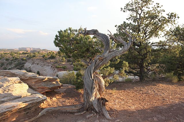File:Juniperus_Osteosperma_in_Canyonlands_National_Park,_Utah.jpg