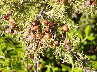 <i>Juniperus phoenicea</i> Species of conifer in the cypress family Cupressaceae