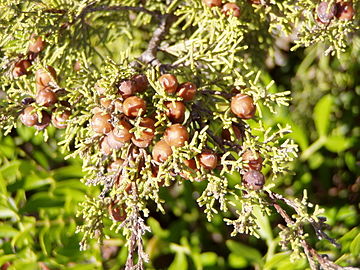 Juniper berry - Wikipedia