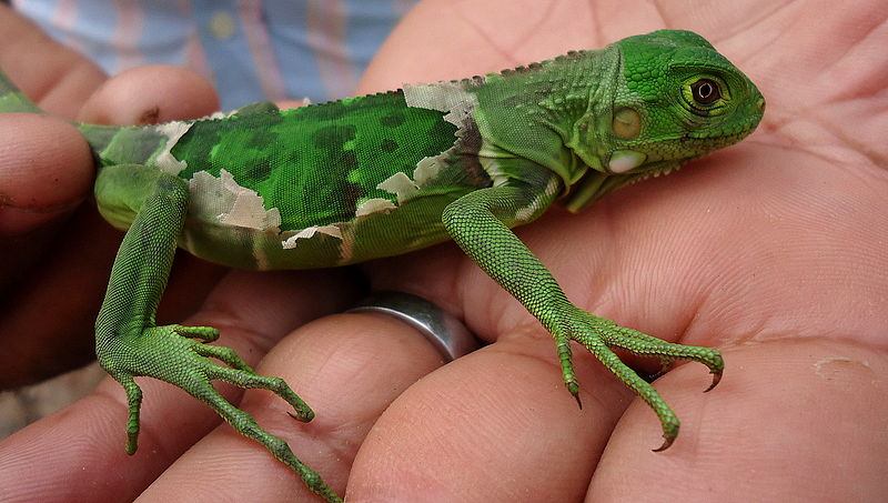 File:Juvenile Green iguana, Atlantic forest, northeastern Bahia, Brazil (2).jpg