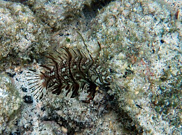 Juvenile in Kona Juvenile rockmover in Kona.jpg