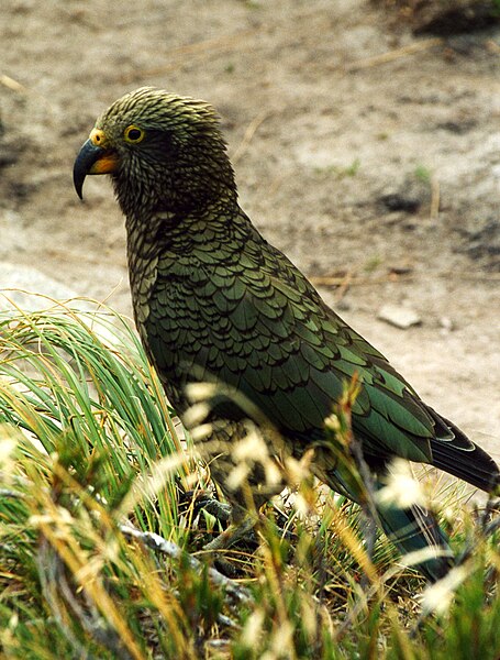 File:Kea (Nestor notabilis) -Milford Track-4c.jpg